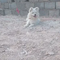 پامر نر|سگ|لنجان, |دیوار