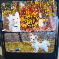 گمشده|حیوانات|نیشابور, فضل|دیوار