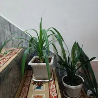 گل طبیعی|گل و گیاه طبیعی|کرمانشاه, |دیوار