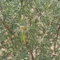 باغ به متراژ 630 در خسروشهر قره تپه زیر قیمت