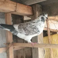 یک جفت کبوتر پرشی|پرنده|بندر ترکمن, |دیوار