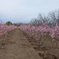 هرس درختان میوه و هرس فرم تزئینی