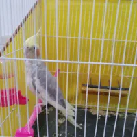 عروس هلندی
