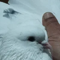 کفترخال پیس|پرنده|تهران, شهرک رضویه|دیوار