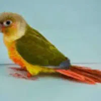 جوجه گرینچیک اناناسی معاوضه