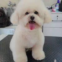 آرایشگاه حیوانات خانگی در رشت