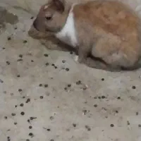 دو عدد خرگوش  نر وماده  سالم وسر حال دانه 250هزار