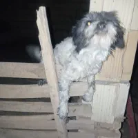 سگ پاکوتاه|سگ|زارچ, |دیوار