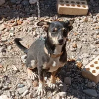 سگ پاپی ۱۰ ماهه|سگ|نصر آباد, |دیوار