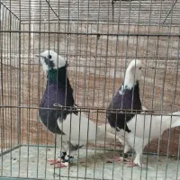 یک جفت طوقی|پرنده|رفسنجان, |دیوار