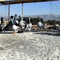 کبوتر پلاکی بهبهانی