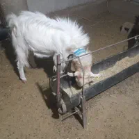 کهره نر سانن دورگ|حیوانات مزرعه|هامون, |دیوار