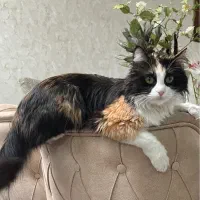 واگذاری گربه