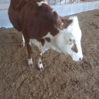 گوساله سیمینتال