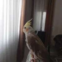 عر.وس هلندی سینامون