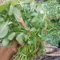 سبزی خوردنی|خوردنی و آشامیدنی|اهواز, فاز ۲ پادادشهر|دیوار