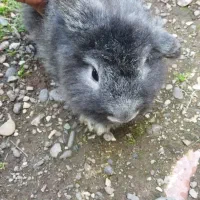 قیمت دانه ای ۵۰۰هزاز زیر قیمت|موش و خرگوش|سنگر, |دیوار