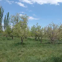 باغ  در پکاجیک