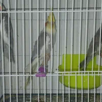 جوجه عروس هلندی|پرنده|گلبهار, شهر جدید گلبهار|دیوار