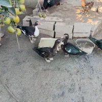 اردک اسراعیلی