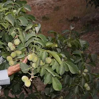 نهال گردو خوشه ای. اسراعیلی، چندلروفرنور.پکان.روند|خدمات باغبانی و درختکاری|شیراز, دکتر حسابی|دیوار