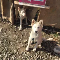 سگ هاسکی|سگ|ایزدشهر, |دیوار