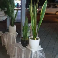 سانسوریا سبز و ابلق|گل و گیاه طبیعی|ری, دولت‌آباد|دیوار