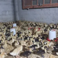 جوجه اردک ورامینی ۲۵ روزه