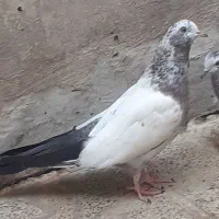 کبوتر تهرانی|پرنده|دورود, |دیوار