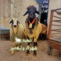 گوسفند زنده