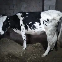 یک راس گاوهلشتاین باگوساله ماده