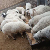بره