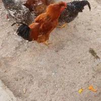 غاز اُردک خروس|حیوانات مزرعه|دشتابی, |دیوار