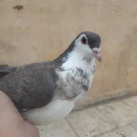 صدها|پرنده|سبزوار, مدرس|دیوار