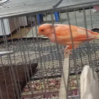 قناری ردفاکتور برفی اصل|پرنده|اردبیل, |دیوار