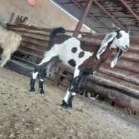 بندرماهشهر|حیوانات مزرعه|بندر ماهشهر, |دیوار