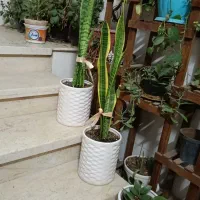 اجاره روزانه ی منزل