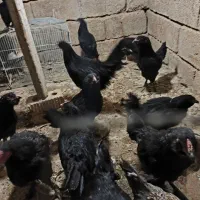 جوجه مرندی|حیوانات مزرعه|شیراز, میانرود|دیوار