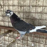 کبوتر تهرانی|پرنده|بندرعباس, |دیوار