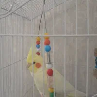 دو عدد عروس هلندی همراه با قفس بزرگ