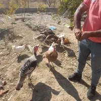 فروش بوقلمون و خروس ومرغ