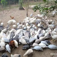 مرغ شاخدار دررنگ های مختلف|حیوانات مزرعه|قائمشهر, |دیوار