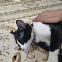 گربه دستی  تاکسیدو خوبو|گربه|شیراز, رکن‌آباد|دیوار