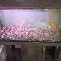 آکواریوم و لوازم