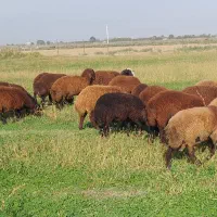 گوسفند بره نر