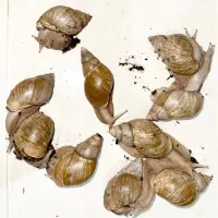 حراج حلزون آچاتینا مولد مناسب خاویار گیری