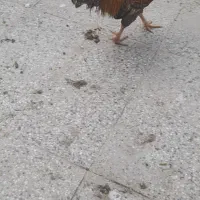 خروس ارگانیک