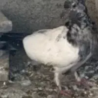 جوجه کفتر