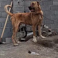 توله خراسانی استثنایی قد۹۰