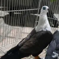 کفتر|پرنده|مشهد, فدک|دیوار
